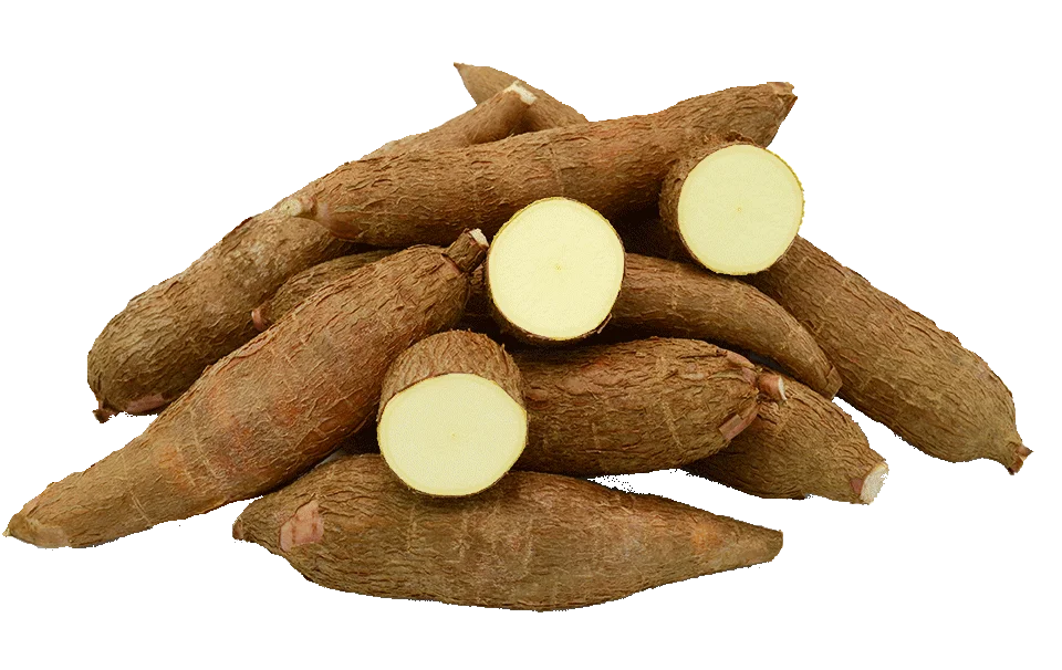cassava-1-cutoutxx