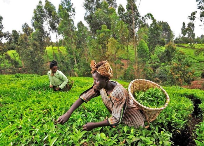 Digital-trading-platforms-for-agriculture-the-case-of-TruTrade-Africa